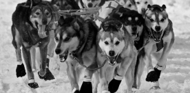 Top 9 Things to Do at Iditarod
