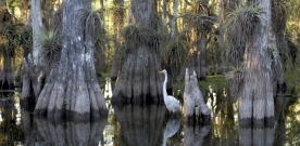 Everglades in Top 10 Natural Wonders to See Before They’re Lost