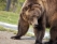 Photo of the Day – Bear in Yellowstone National Park