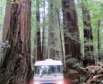 Photo of the Day – RV in the Redwoods