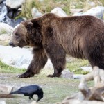 Grizzly Bear, Yellowstone