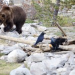 Grizzly Bear, Yellowstone