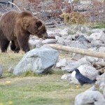 Grizzly Bear, Yellowstone