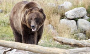 Grizzly Bear, Yellowstone Park