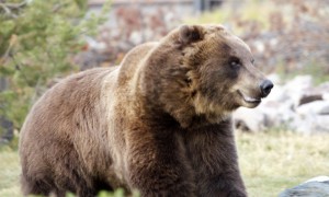 Grizzly Bear, Yellowstone Park