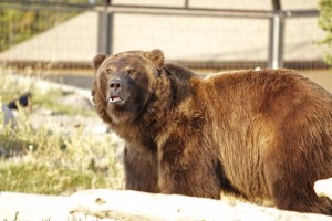 Grizzly Bear, Grizzly Center, West Yellowstone