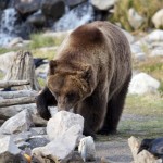 Grizzly Bear, Eating, Yellowstone Park