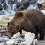 Grizzly Bear, Eating, Yellowstone Park