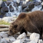 Grizzly Bear, Eating, Yellowstone Park