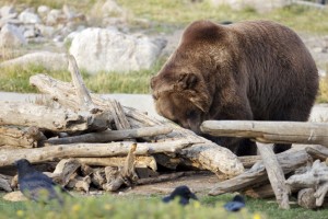 Grizzly Bear, Yellowstone Park
