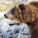 Grizzly Bear, Yellowstone Park