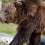 Grizzly Bear, Yellowstone Park