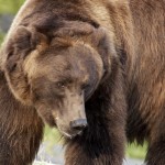 Grizzly Bear, Yellowstone Park
