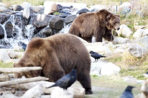 Grizzly Bears, Yellowstone Park