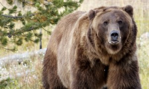 Grizzly Bear, Stare, Yellowstone Park
