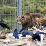 Grizzly and Wolf Discovery Center, West Yellowstone, MT