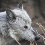 Grizzly and Wolf Discovery Center, West Yellowstone, MT
